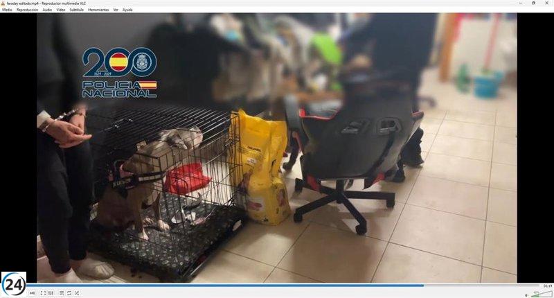 Desmantelan en Bizkaia una red que defraudó 150.000 euros con la venta fraudulenta de cachorros y teléfonos móviles.