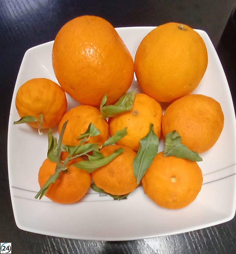 Estudio de UPV/EHU revela que fitoquímicos de frutas y verduras podrían disminuir el riesgo de COVID-19 y acelerar la recuperación.
