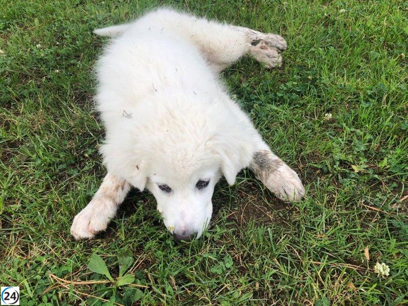 Desmantelan en Bilbao una red cibercriminal que estafaba a través de anuncios falsos de mascotas, arrestando a 16 personas.