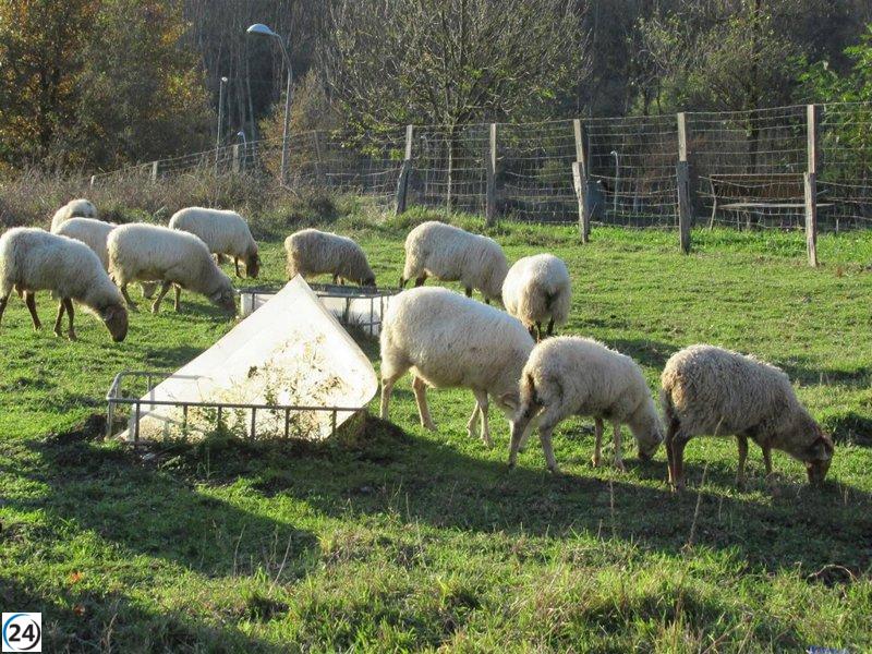 Bizkaia se prepara para vacunar a 100.000 ganado contra el serotipo 3 de la lengua azul.