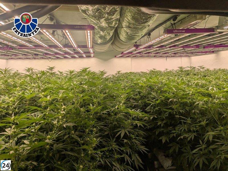 Desarticulan cultivo ilegal de mil plantas de cannabis en Urduliz y arrestan a dos implicados.