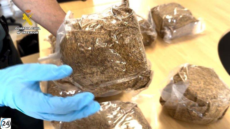 Desmantelan red de contrabando en Bizkaia con la incautación de 13 kilos de tabaco y seis implicados.