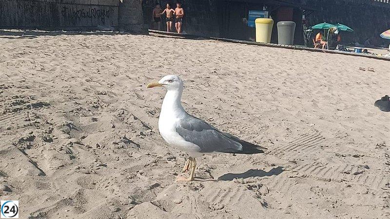Euskadi recomienda medidas preventivas tras hallar gripe aviar en aves silvestres.