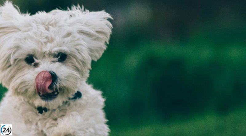 Vitoria-Gasteiz evaluará la creación de un espacio de descanso para mascotas.