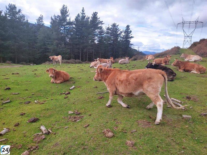 Gobierno Vasco solicita incluir a Euskadi en la zona I de vacunación contra la DNC y destinar 80,000 dosis tras nuevo brote en Huesca.
