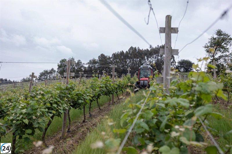 'Viñedos de Álava' impugna la suspensión temporal de la autorización para vender sus vinos.