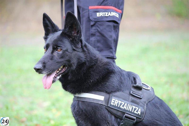 Ertzaintza detiene a dos ladrones de maletín gracias a pastor alemán.