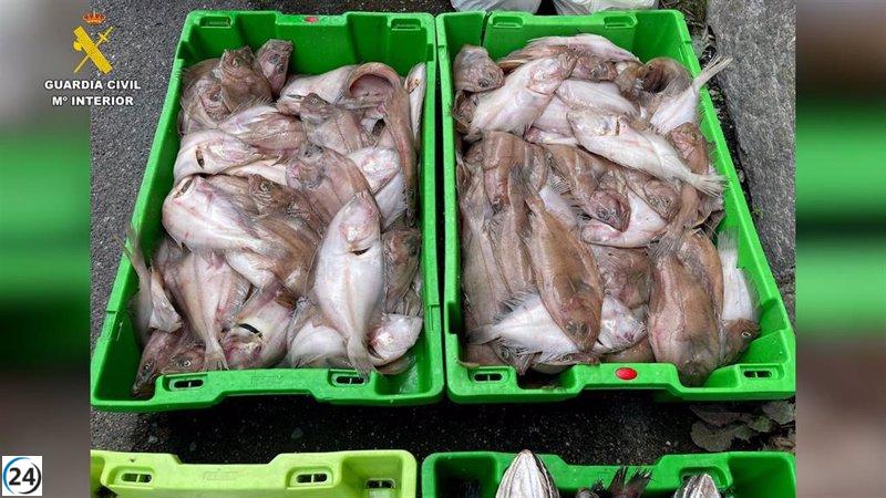Incautan 2 toneladas de marisco y pescado ilegal en Mundaka, Bizkaia.