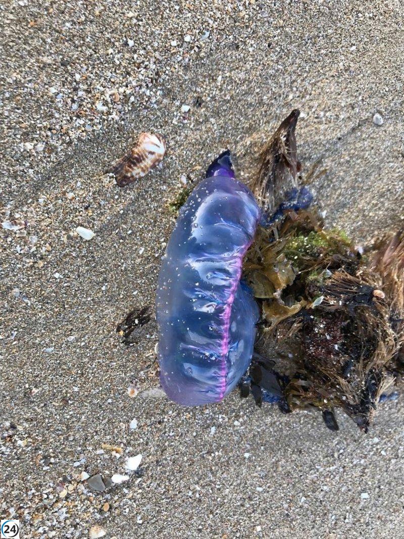 La playa de Gorliz, en Vizcaya, prohíbe el baño debido a las carabelas portuguesas.