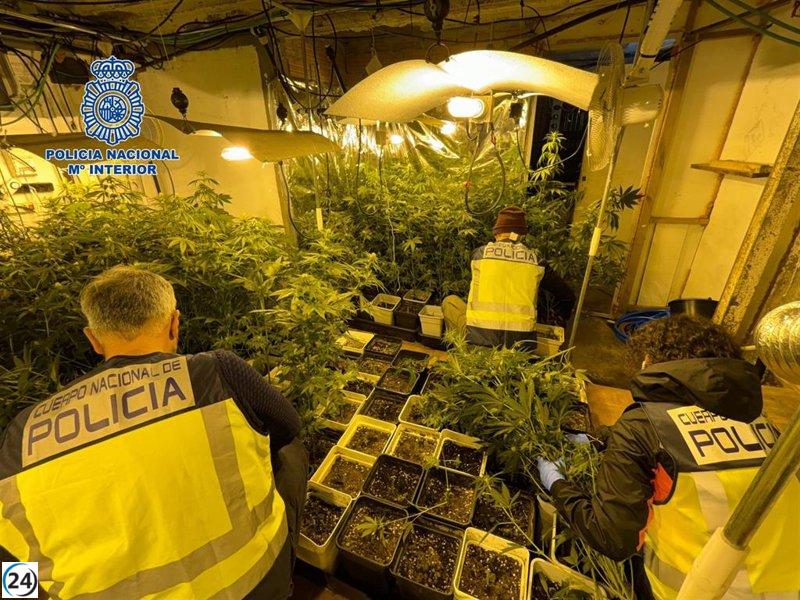 Arrestan a dos individuos en Urduliz (Bizkaia) por poseer una gran plantación de cannabis en una propiedad rural.