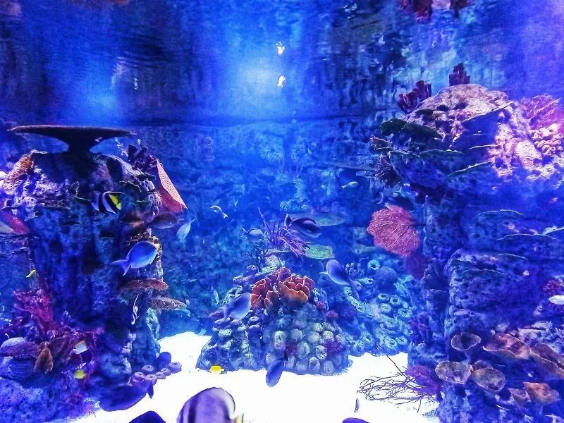 Sumérgete en el mundo submarino del País Vasco